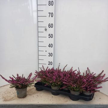 Erica x darleyensis 'Kramer's Rote'