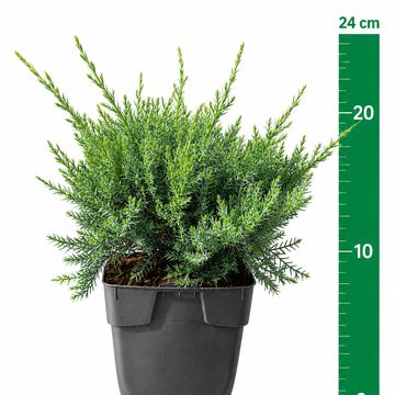 Juniperus x pfitzeriana 'Pfitzeriana Glauca'