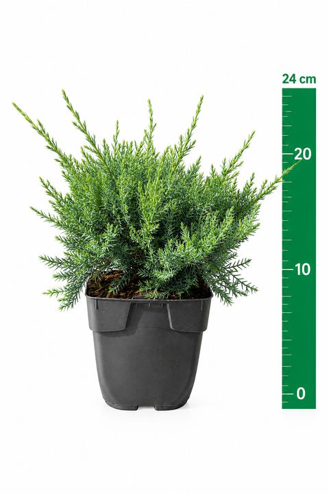 Juniperus x pfitzeriana 'Pfitzeriana Glauca'