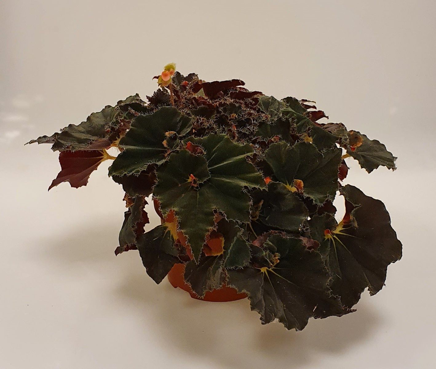 Begonia 'Anne' — Mayorista de plantas FlorAccess