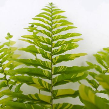 Nephrolepis exaltata 'Tiger Fern'