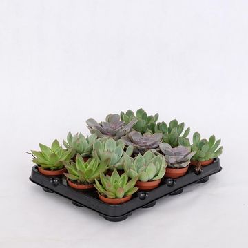 Echeveria MIX
