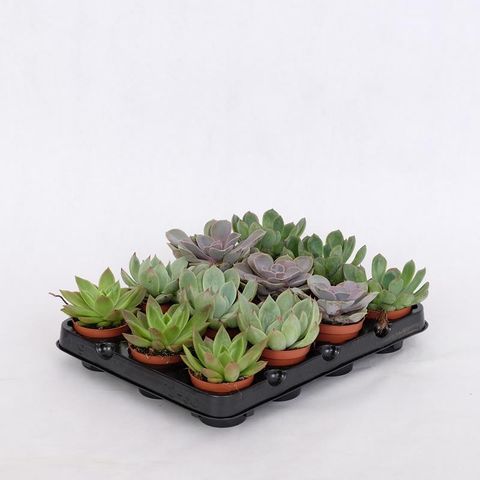Echeveria MIX