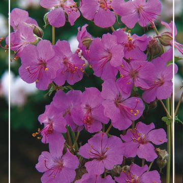 Geranium x cantabrigiense 'Cambridge'