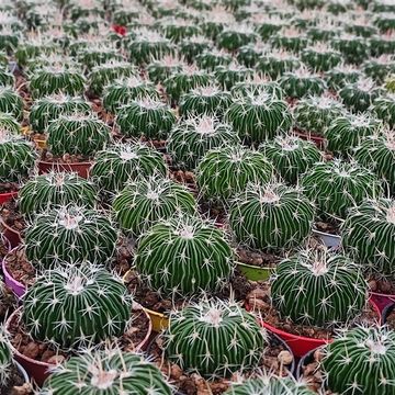 Echinofossulocactus multicostatus brevispinus