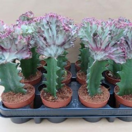 Euphorbia lactea cristata