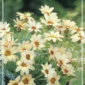 Rhodanthemum 'Sunshine Peach'