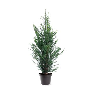 Taxus baccata