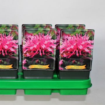 Monarda BALMY PINK