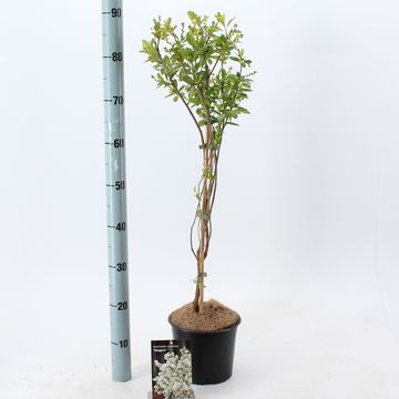 Exochorda racemosa 'Niagara'