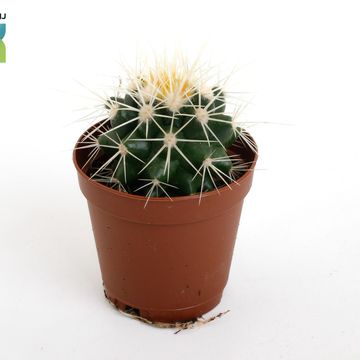 Echinocactus grusonii
