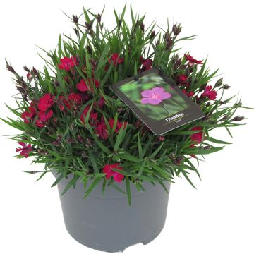 Dianthus TIIU