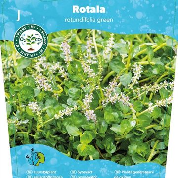 Rotala rotundifolia