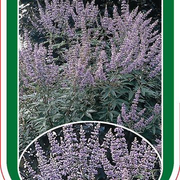 Vitex agnus-castus