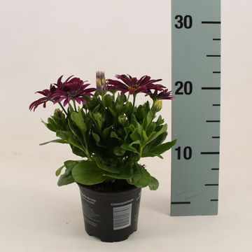 Osteospermum MARGARITA PURPLE