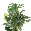 Monstera deliciosa