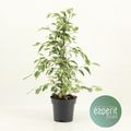 Ficus benjamina 'Twilight'
