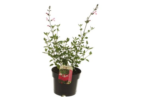 Salvia microphylla PINK LIPS