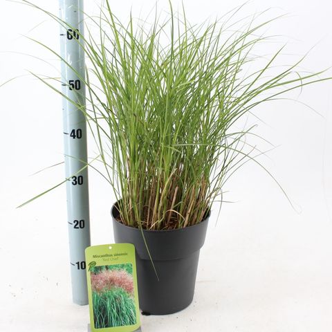Miscanthus sinensis 'Red Chief'
