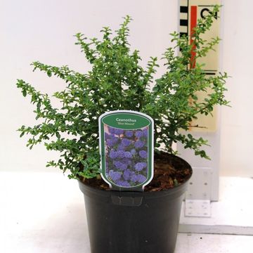 Ceanothus 'Blue Mound'