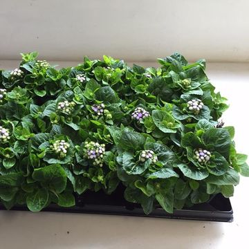 Ageratum houstonianum
