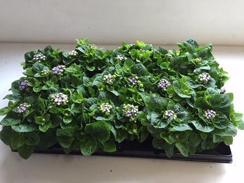 Ageratum houstonianum