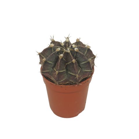 Gymnocalycium mihanovichii