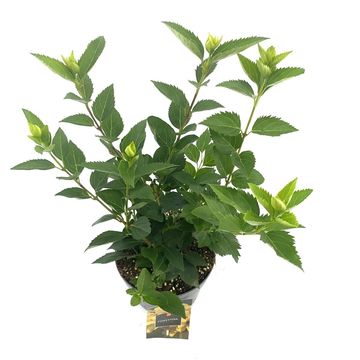 Forsythia 'Goldrausch'