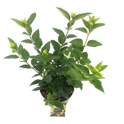 Forsythia 'Голдрауш'