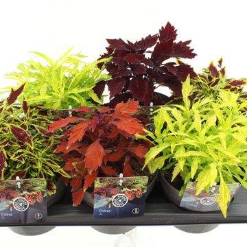 Plectranthus FLAME THROWER MIX