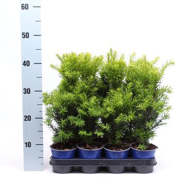 Taxus x media 'Hicksii'