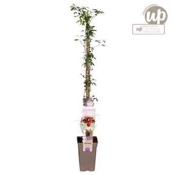 Clematis 'Vitiwester'