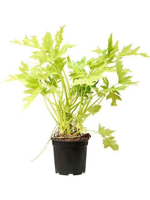 Filodendron selloum 'Gold'