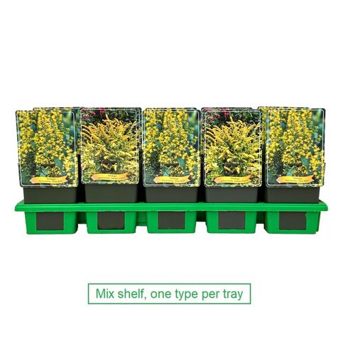 Solidago MIX