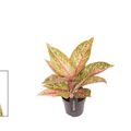 Aglaonema 'Romance Red'