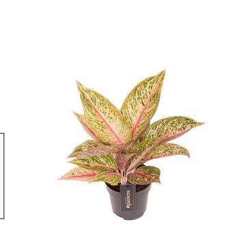Aglaonema 'Romance Red'