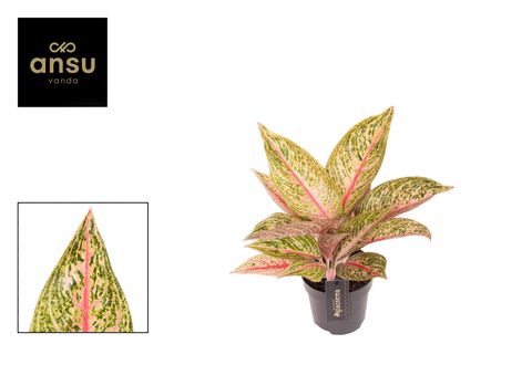 Aglaonema 'Romance Red'