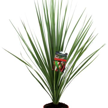 Cordyline indivisa