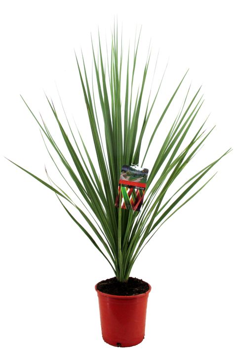 Cordyline indivisa
