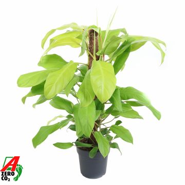 Philodendron 'Malay Gold'