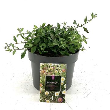 Erigeron karvinskianus