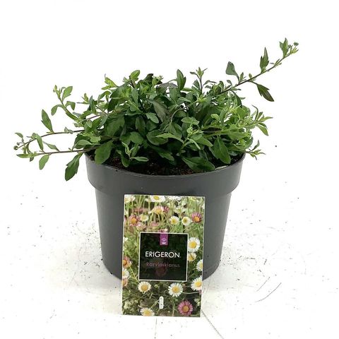 Erigeron karvinskianus