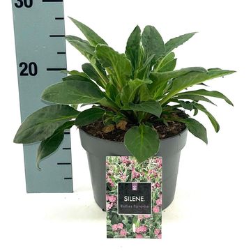 Silene 'Rollies Favorite'