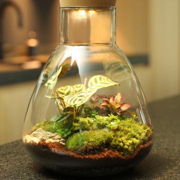 Arrangement Terrarium