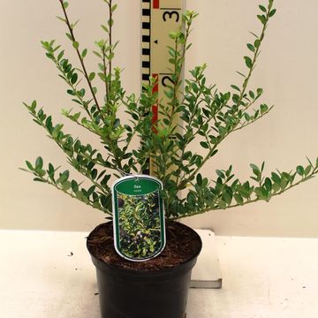 Ilex crenata