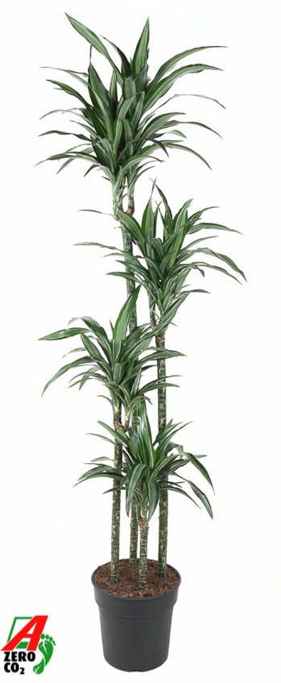Dracaena fragrans 'Ulises'
