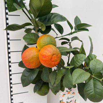 Citrus sinensis 'Arcobal'