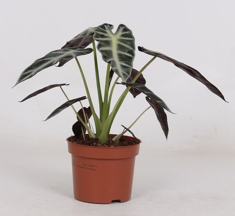 Alocasia BAMBINO ARROW