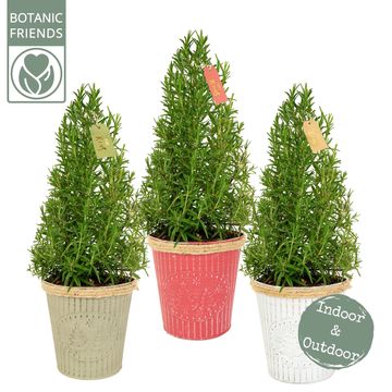 Rosmarinus officinalis