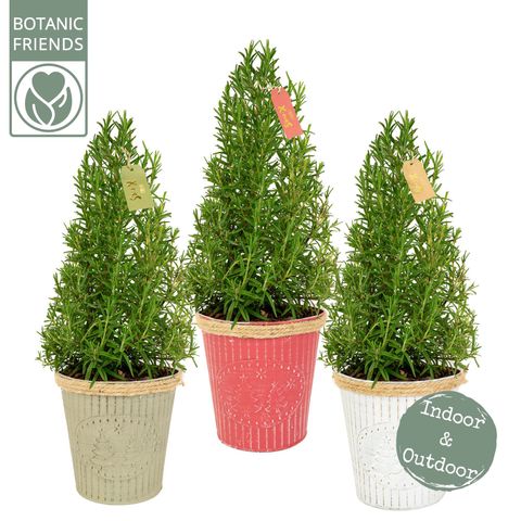 Rosmarinus officinalis